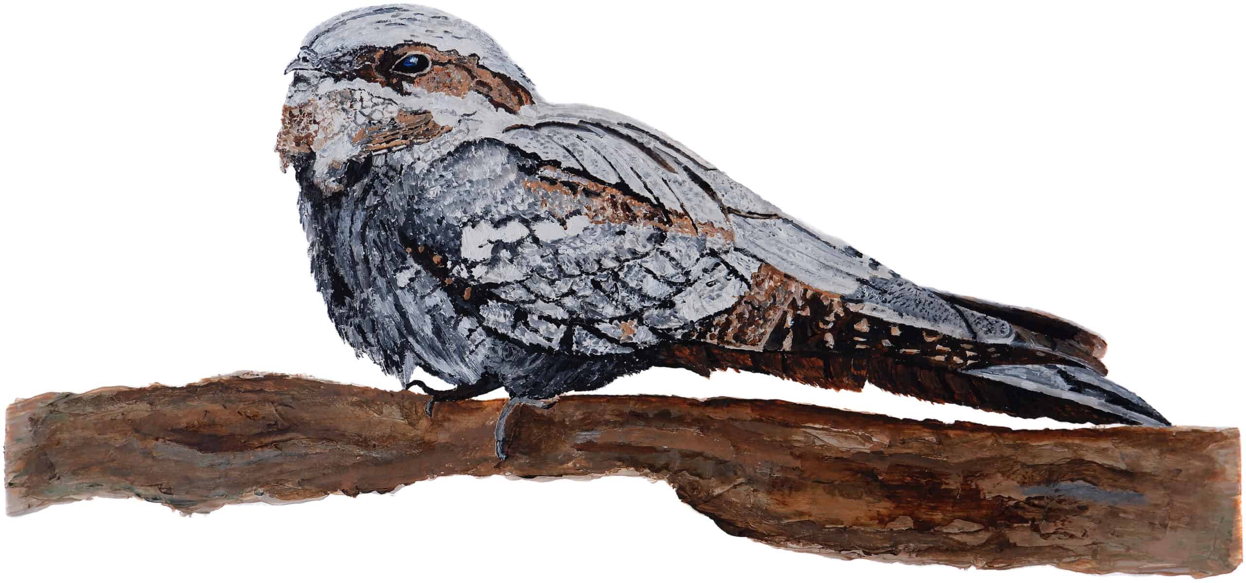 Nightjars at RSPB Farnham Heath
