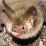 Learning about bats with Surrey Bat Group