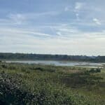 Willow Cutting Conservation Day at Tice's Meadow Nature Reserve