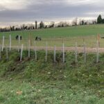 Community Hedge Planting Day Wonersh Day 1