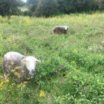 Discover Conservation Grazing