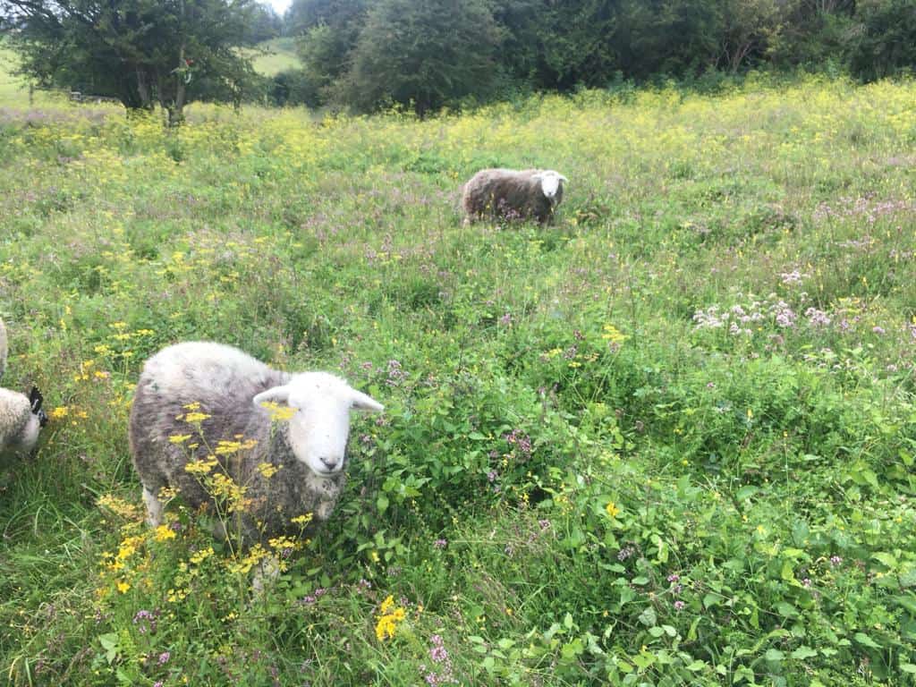 Discover Conservation Grazing