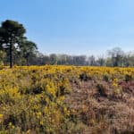 Heathland walk around Pirbright