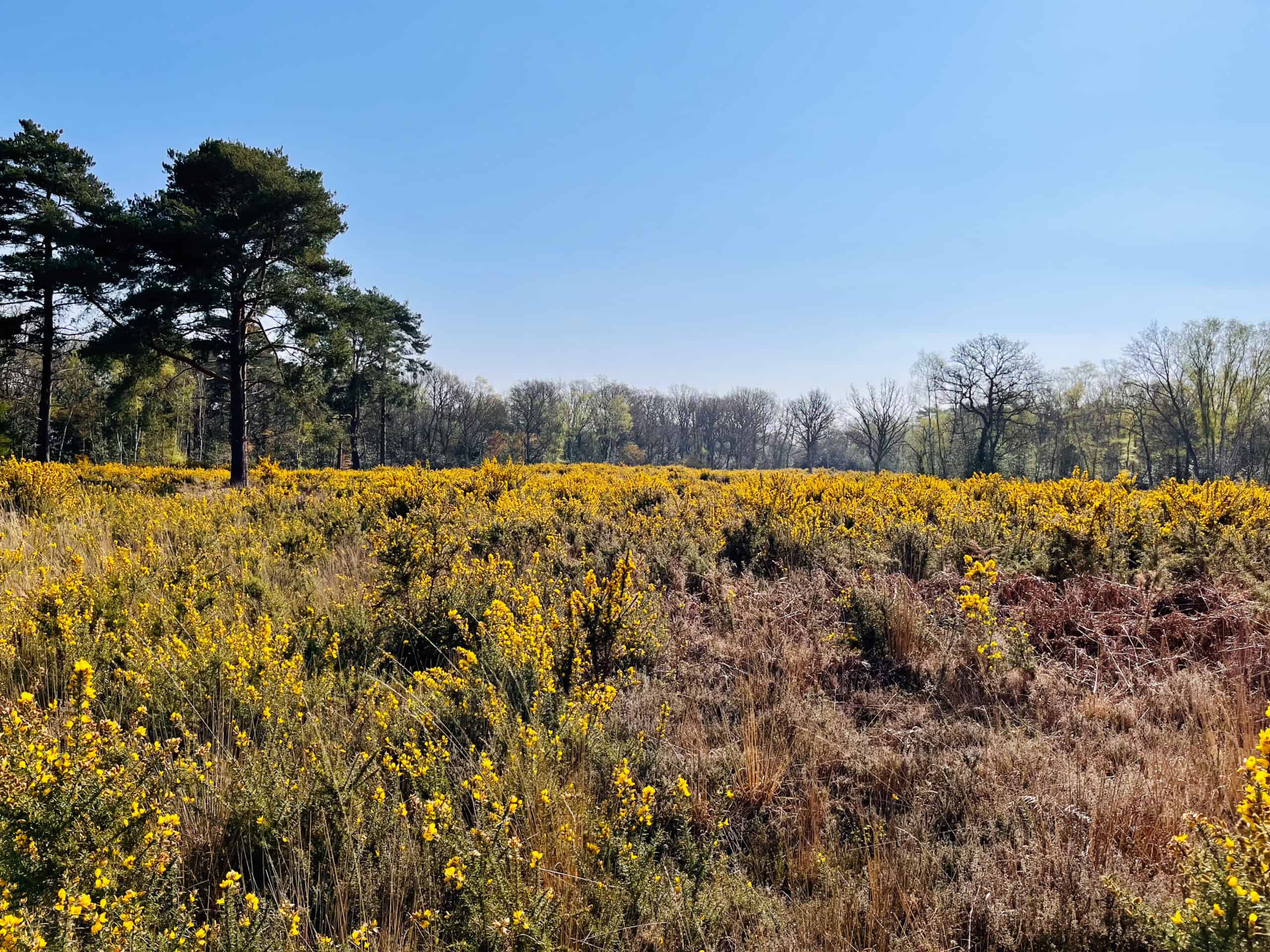 Heathland walk around Pirbright