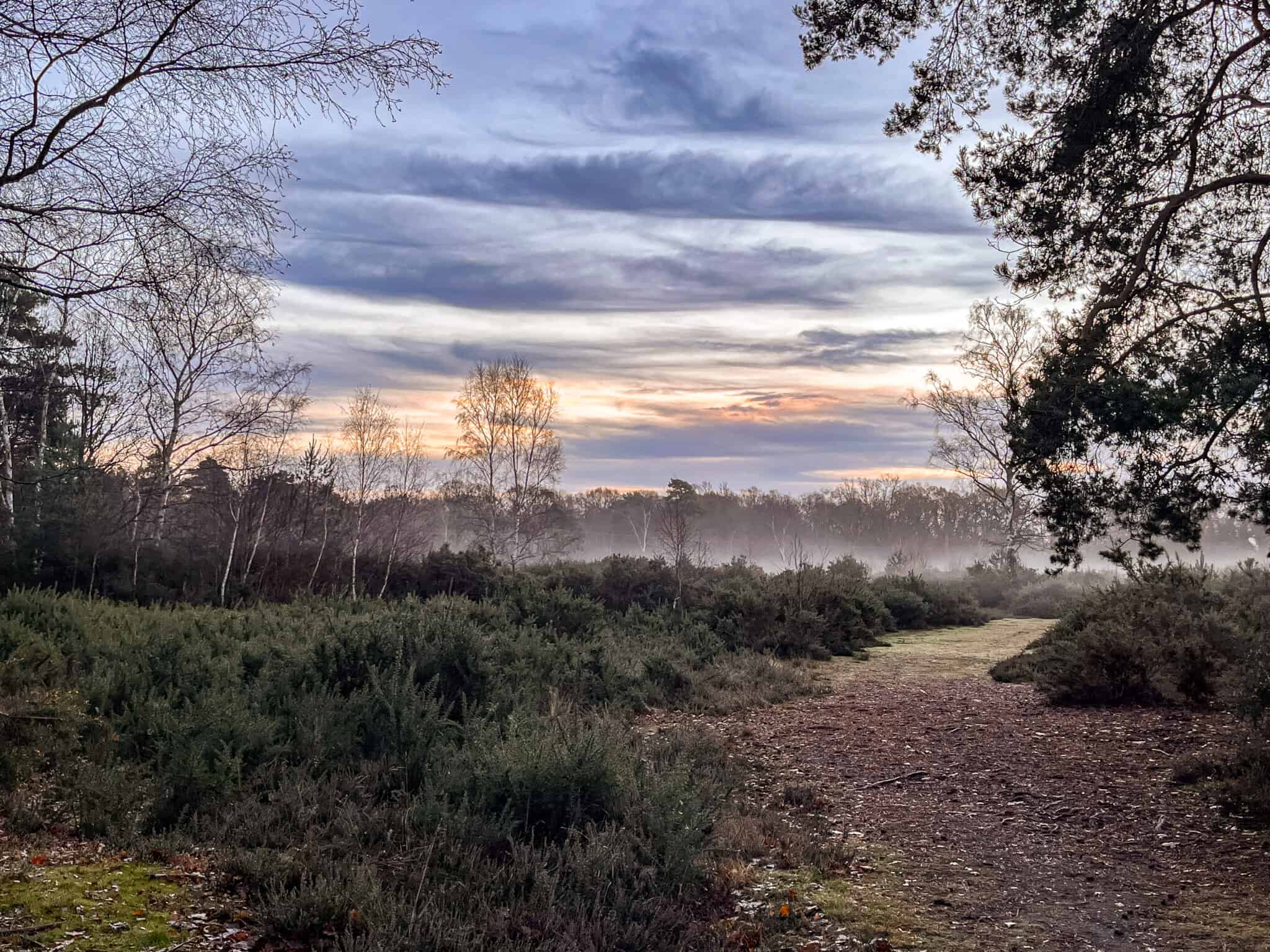 Heathland walk around Pirbright | Surrey Hills Society