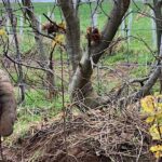 Community Hedge Planting Day along the North Downs Way at Littleton