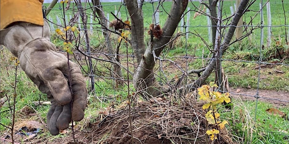 Community Hedge Planting Day along the North Downs Way at Littleton