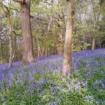 Free guided walk of the Month - The Bluebells of Chantry Woods