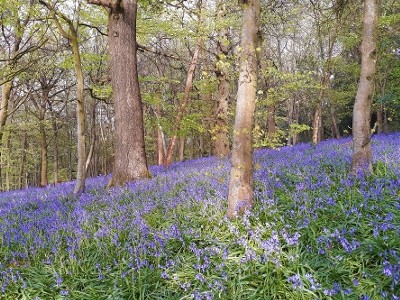 Free guided walk of the Month - The Bluebells of Chantry Woods