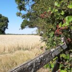 CANCELLED - Explore Walliswood near Ewhurst  - CANCELLED