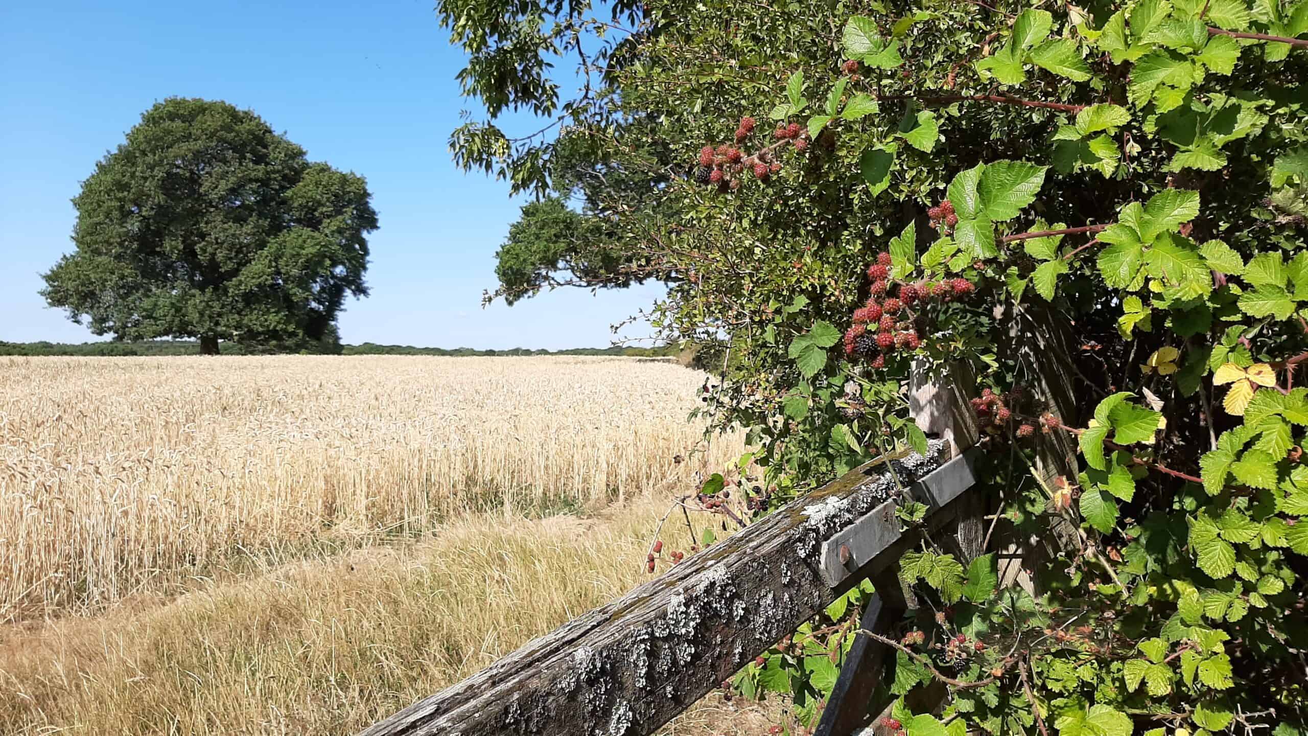 CANCELLED - Explore Walliswood near Ewhurst  - CANCELLED