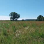 Rural West Horsley - WALK CANCELLED