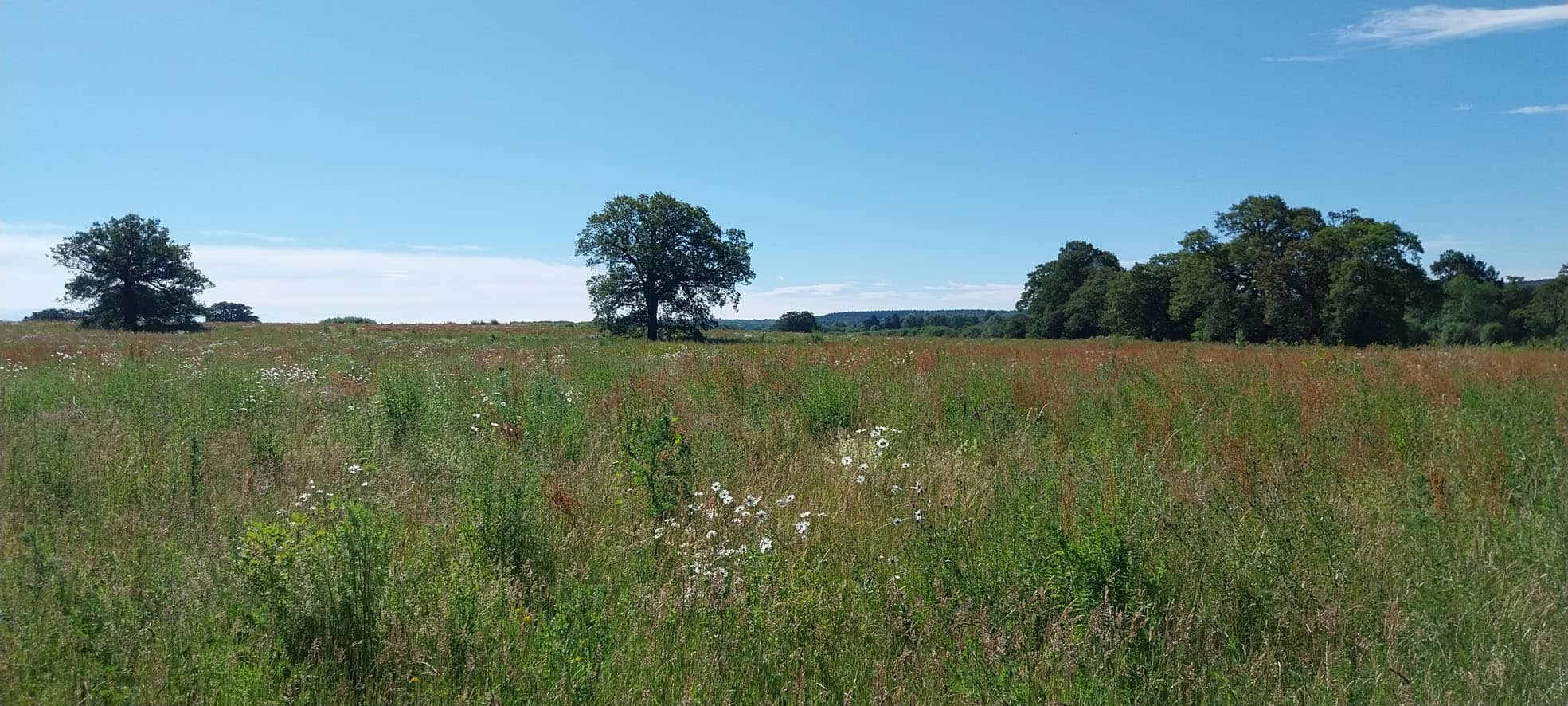 Rural West Horsley - WALK CANCELLED