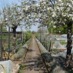 A visit to Grace and Flavour and Plant Passion