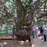 Discover the Ancient Yews of Newlands Corner as part of Guildford Walkfest