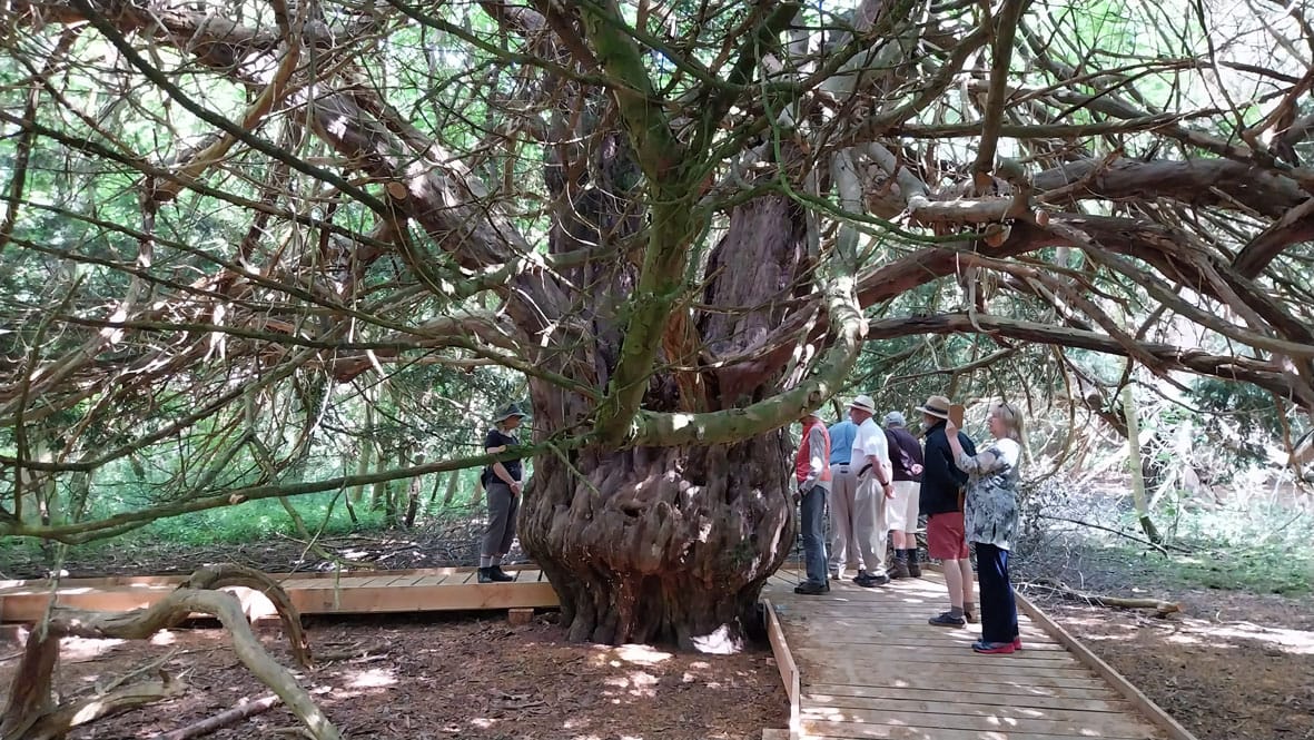 Discover the Ancient Yews of Newlands Corner as part of Guildford Walkfest