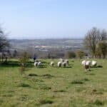 Downlands Circular walk