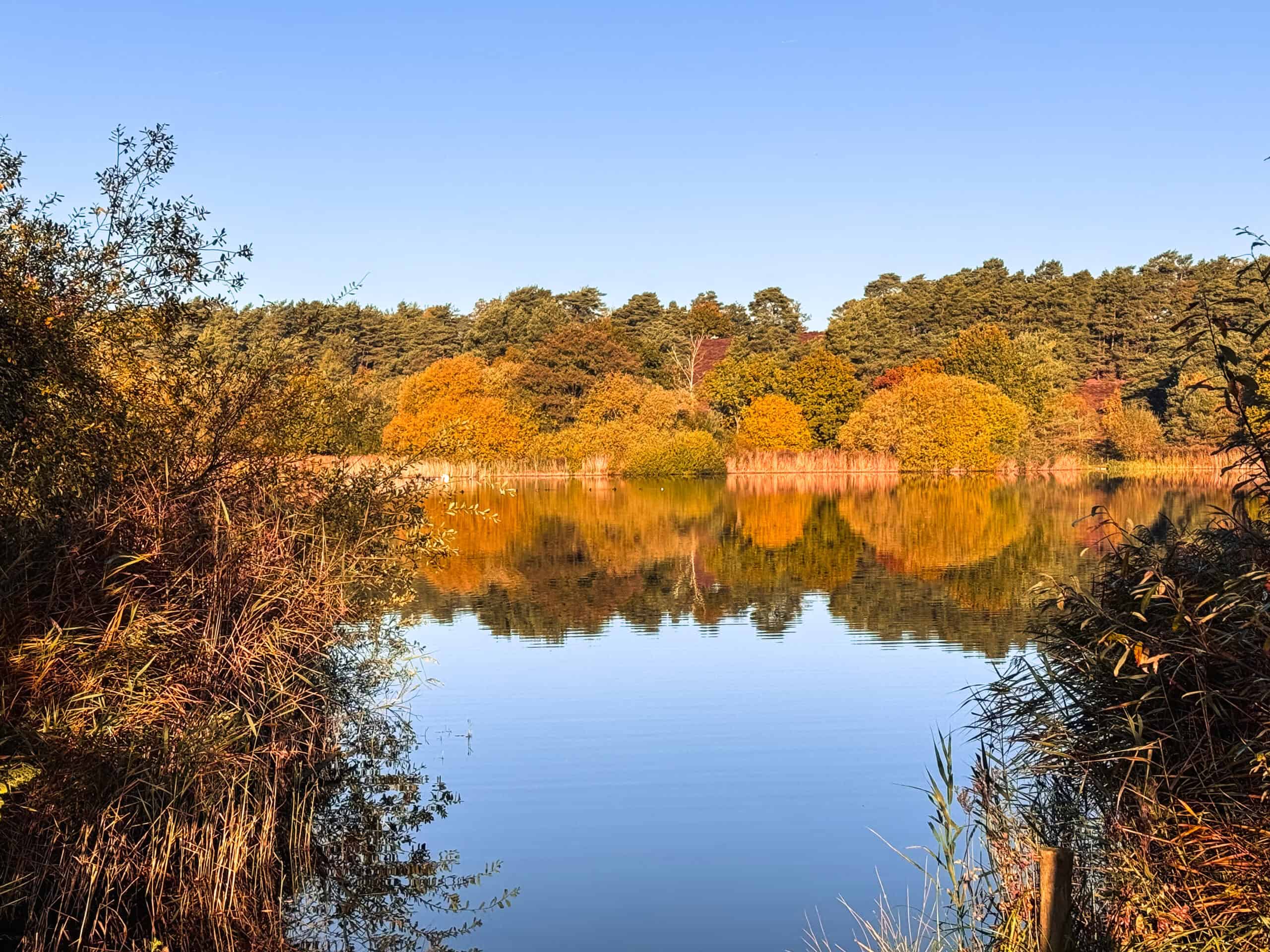 Explore Frensham Little Pond and surrounds