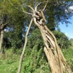 Free walk of the month - Explore the Guildford Riverside