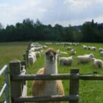 Chairman’s Day at Sondes Place Farm and Denbies, Dorking
