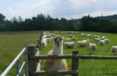 Chairman’s Day at Sondes Place Farm and Denbies, Dorking