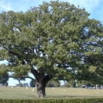 A walk round the Wealden Village of Newdigate
