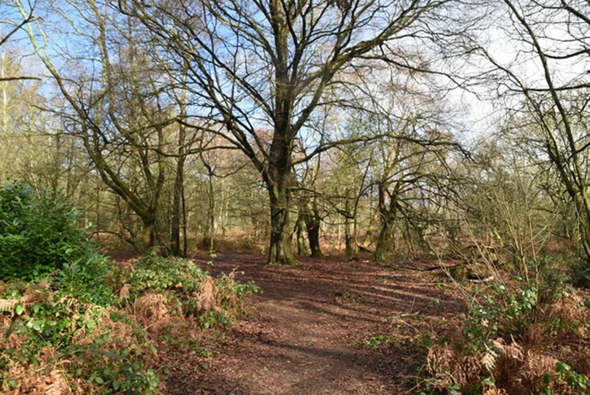 Free Sunday walk of the month – Limpsfield Common