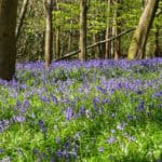 Bluebell & Woodland Photography walk - Chantry Woods