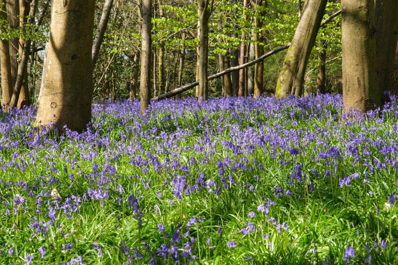 Bluebell & Woodland Photography walk - Chantry Woods
