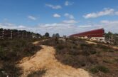 Explore Wisley Common and the new Green Bridge with Surrey Wildlife Trust
