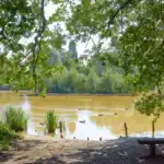 Free Walk - A Summer Walk on Holmwood Common