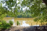 Free Walk - A Summer Walk on Holmwood Common