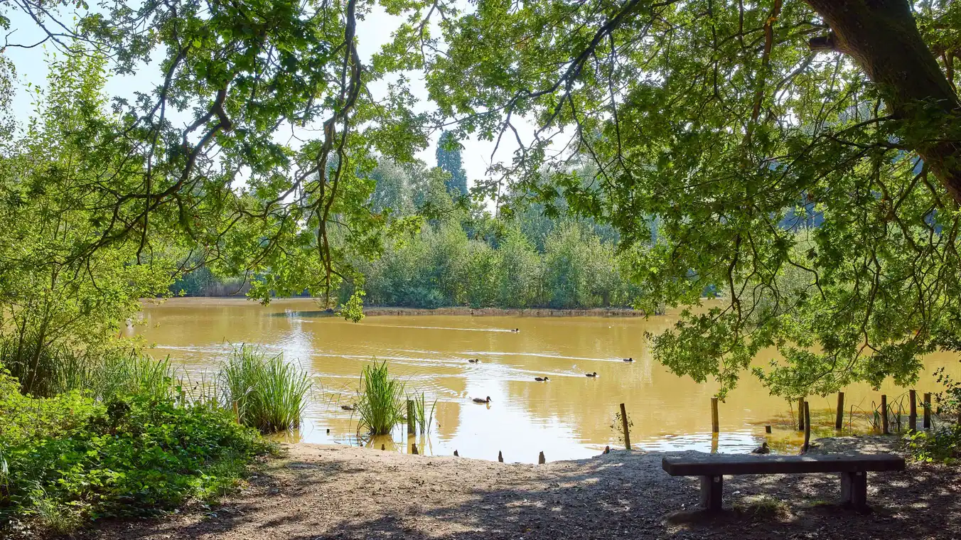 Free Walk - A Summer Walk on Holmwood Common