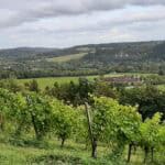 Discover the North Downs Way & Denbies Vineyard - as part of Dorking Good Living festival
