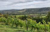 Discover the North Downs Way & Denbies Vineyard - as part of Dorking Good Living festival