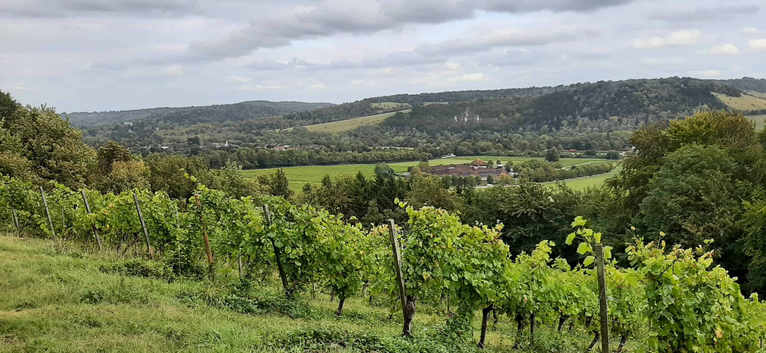 Discover the North Downs Way & Denbies Vineyard - as part of Dorking Good Living festival