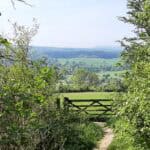 Explore Shere Woodlands - Free Walk of the Month