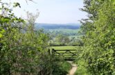 Explore Shere Woodlands - Free Walk of the Month